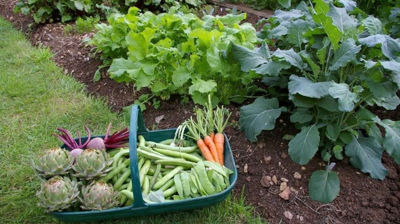 Faire un potager, c'est très simple et ça ne co...