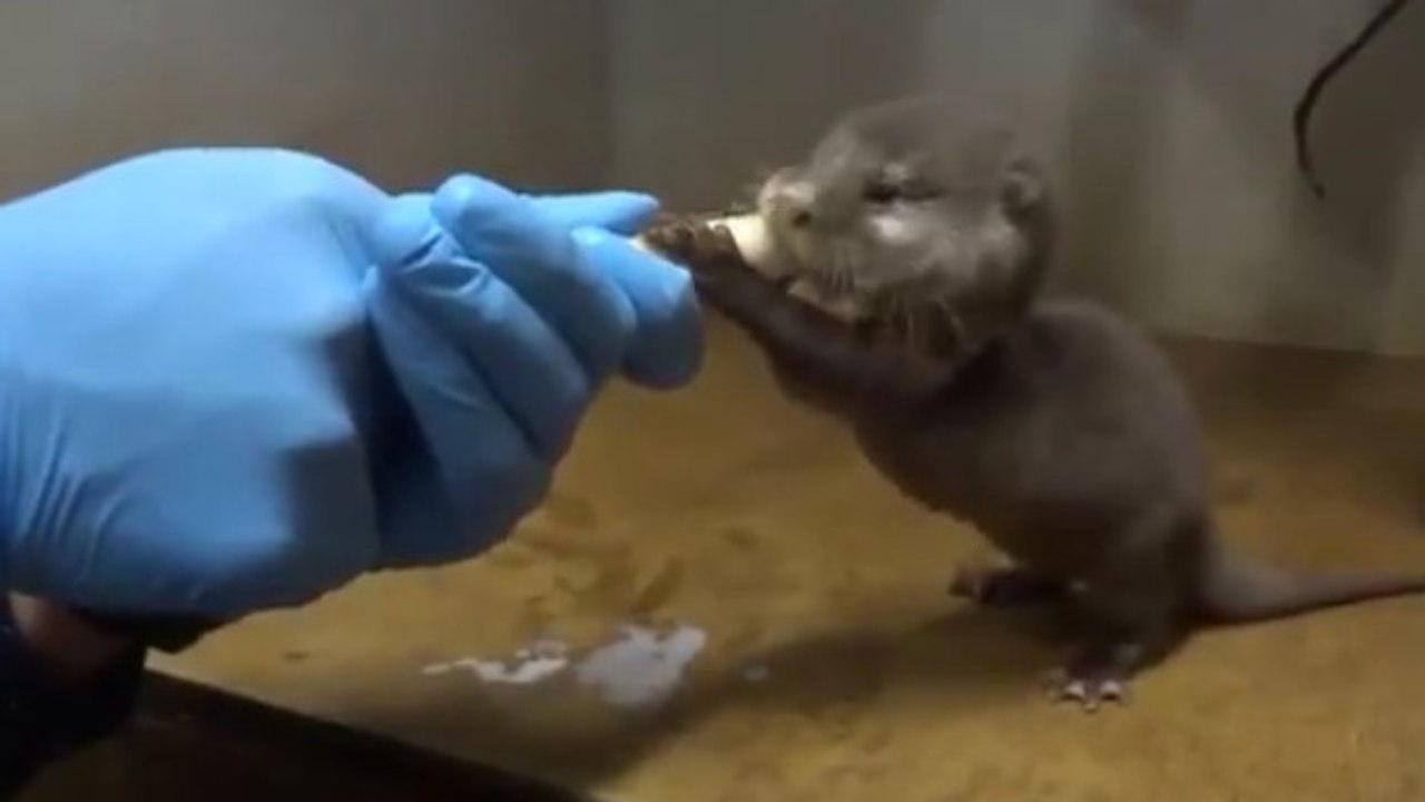 Une petite loutre boit son lait au biberon