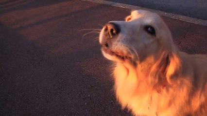 Ce chien imite le bruit des sirènes à la perfection