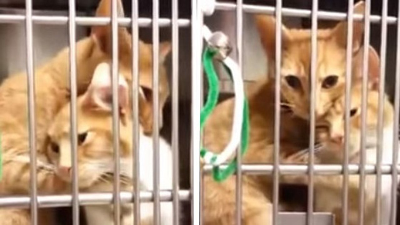 Un chat retrouve sa famille dans un chenil