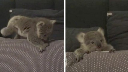 Cet adorable bébé koala fait ses premiers pas