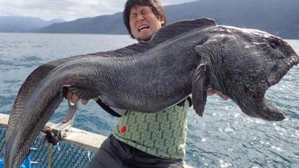 Un étrange poisson découvert près de Fukushima