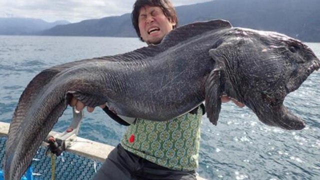 Un étrange poisson découvert près de Fukushima