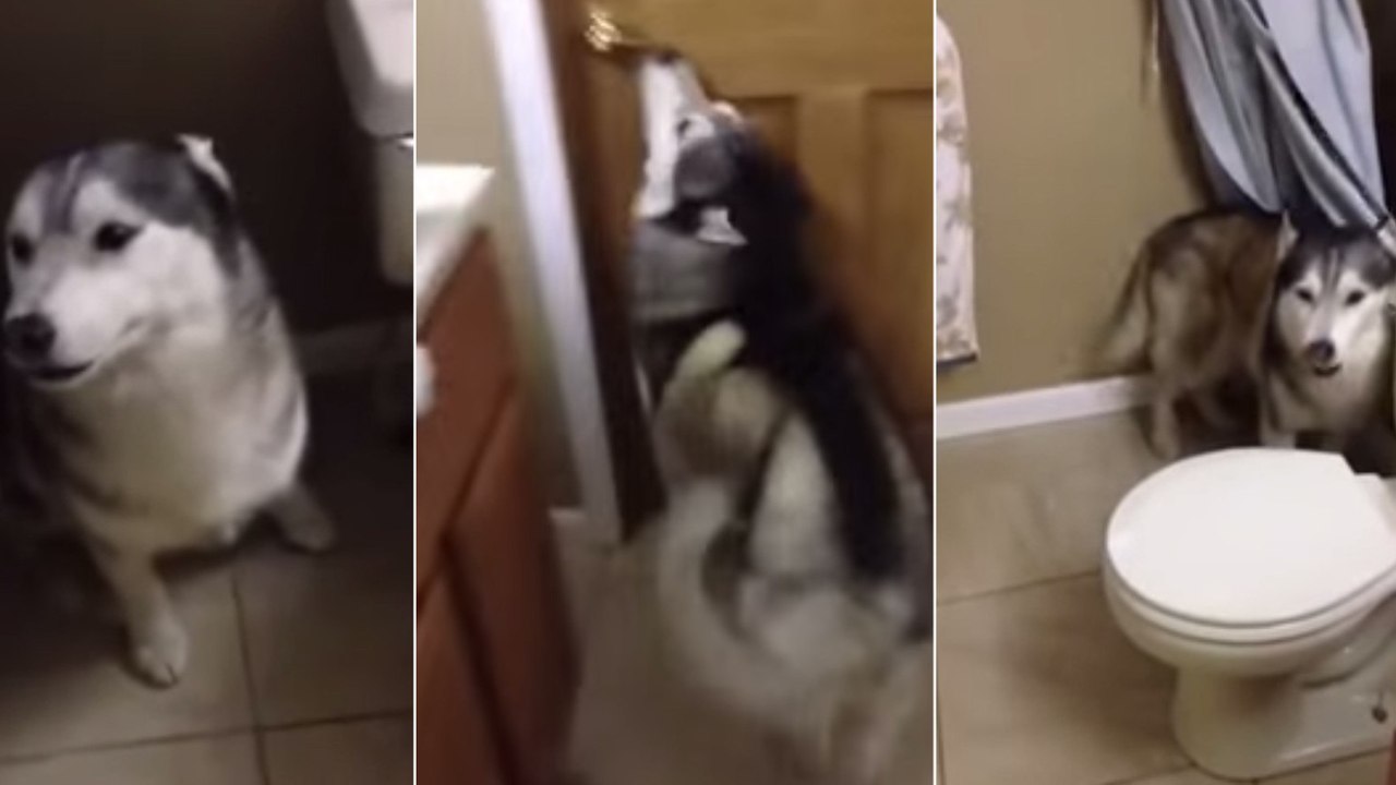 Ce husky fait un adorable caprice pour ne pas prendre son bain
