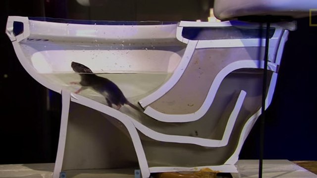 Découvrez comment font les rats pour grimper dans vos toilettes