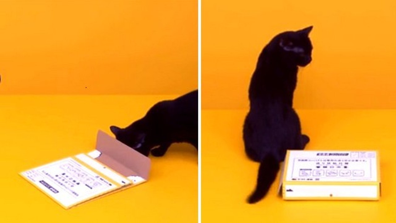 Ce petit chat monte une boite en carton d'une f...