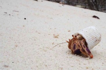 La photo d'un bernard l'hermite affublé d'un bouchon de dentifrice dénonce la pollution