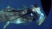 Ce plongeur a été terrorisé par l'approche d'un requin tigre qui a failli lui manger la jambe