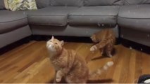 Ces chats adorent jouer avec des bulles de savon