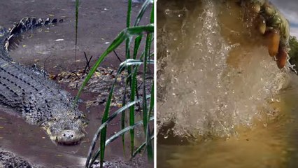 Ils plongent une caméra dans la gueule d'un crocodile et le résultat est saisissant !