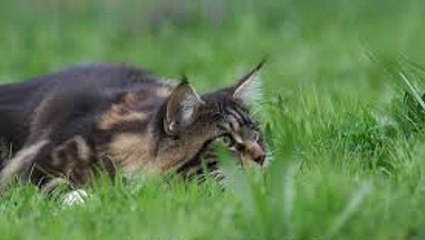 Ce petit chat veut chasser mais il va avoir la surprise de sa vie !