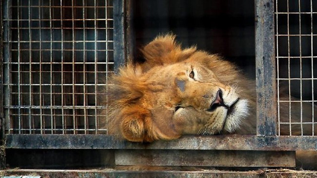 Ce lion a vécu 13 ans dans une cage. Pour la première fois, il découvre l'herbe sous ses pattes