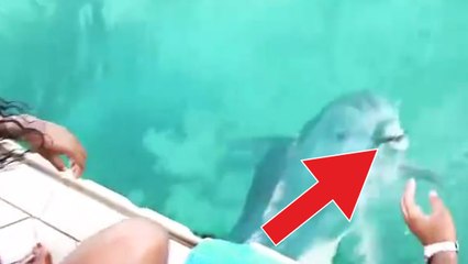 Elle fait tomber un objet indispensable dans l'eau. Mais ce gentil dauphin le remonte aussitôt à la surface !