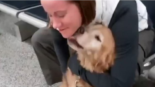 Cette chienne fait une fête à sa maîtresse enfin rentrée d'Afghanistan