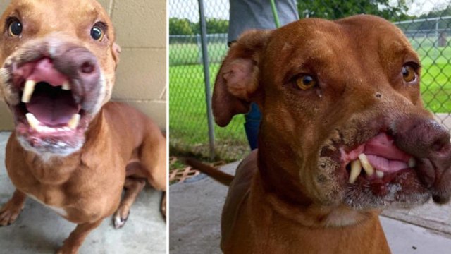 Abandonné par ses maîtres parce qu'il était défiguré, regardez ce qu'il est devenu aujourd'hui