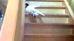 Ce chat a vraiment la flemme de descendre les escaliers