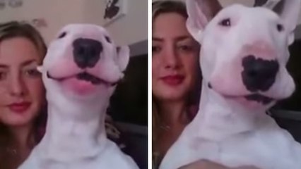 Ce chien adore chanter la chanson "Thinking Out Loud" de Ed Sheeran