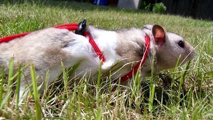 Libéré de sa cage, ce hamster fait ses premiers dans la rue !
