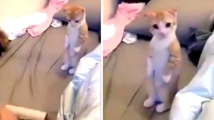 Ce chat regarde son maître faire le ménage et a une adorable réaction