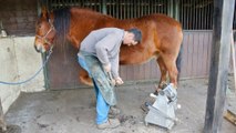 Ce cheval adore son maréchal ferrant et le remercie en lui faisant des bisous