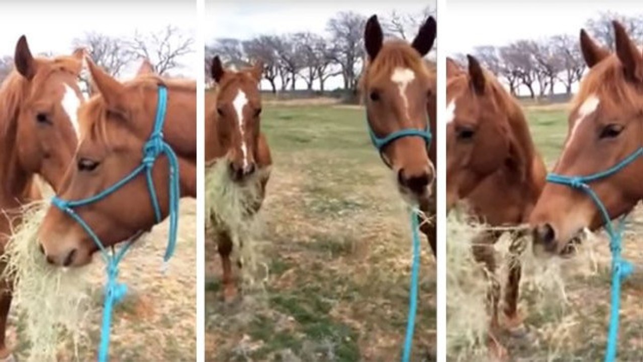 Ce cheval partage son déjeuner avec sa petite amie