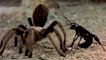 Un combat impressionnant entre une guêpe noire et une mygale