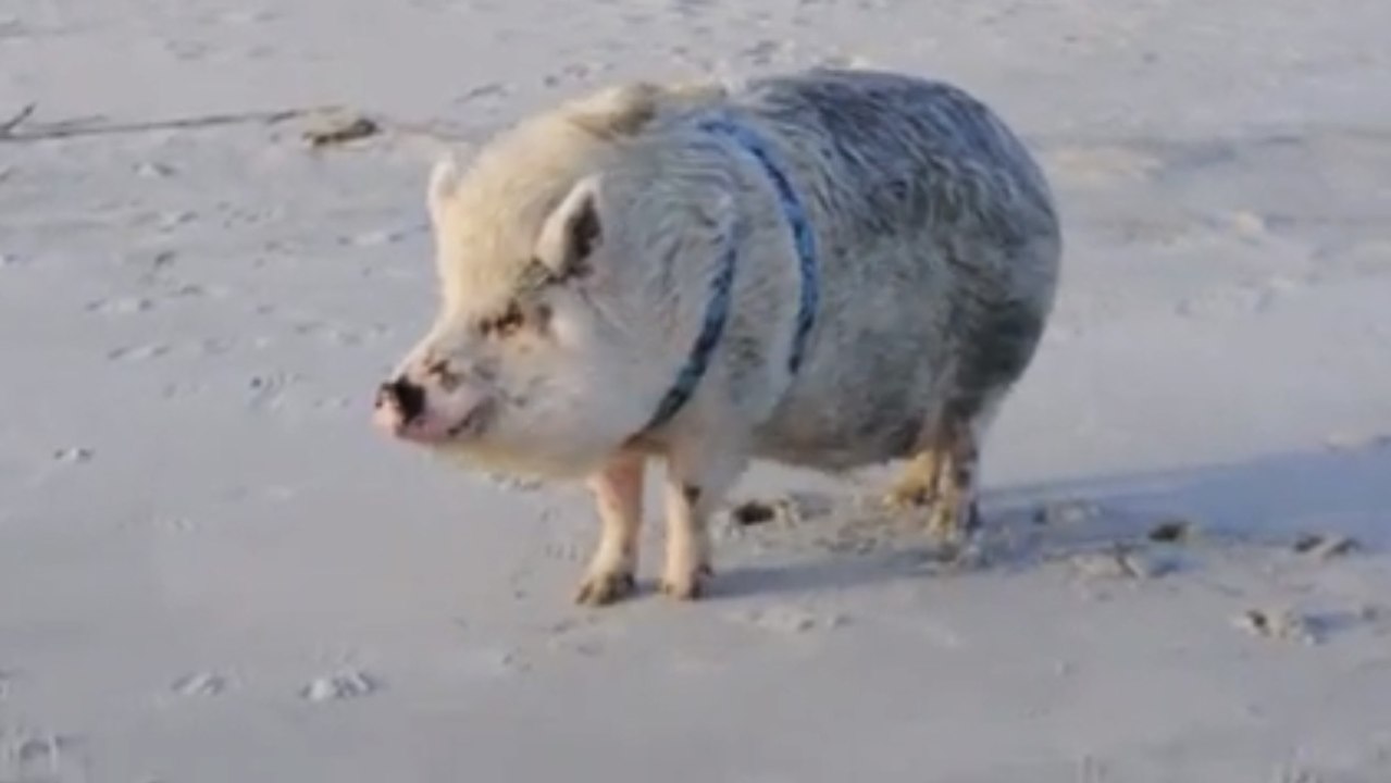 Un cochon voit la mer pour la toute première fois et sa réaction est très... originale !