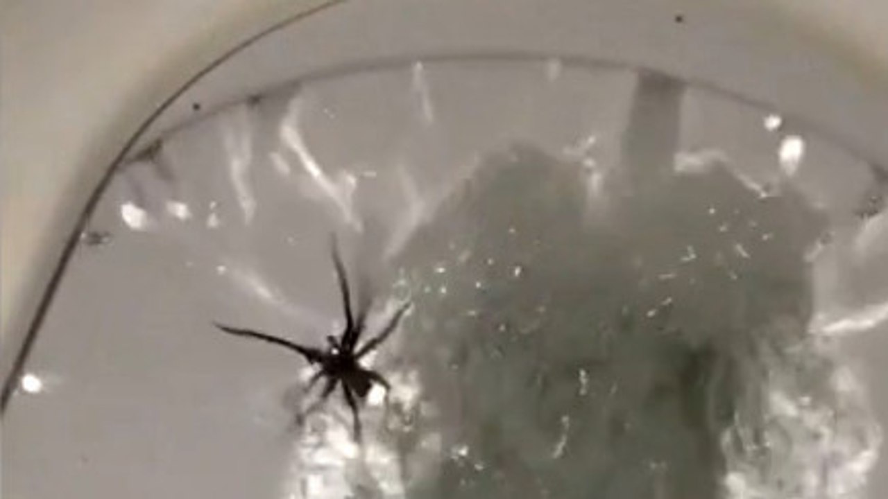 Il tire la chasse d'eau et une araignée le surprend dans les toilettes