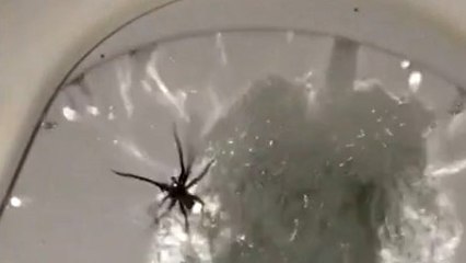 Il tire la chasse d'eau et une araignée le surprend dans les toilettes