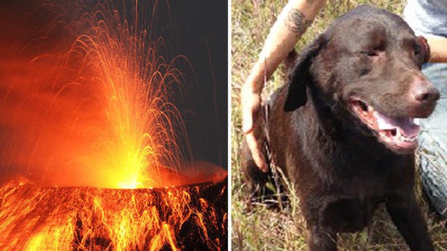 Miracle : tombé dans un volcan, ce chien survit à une chute de 6 mètres grâce à ses sauveurs