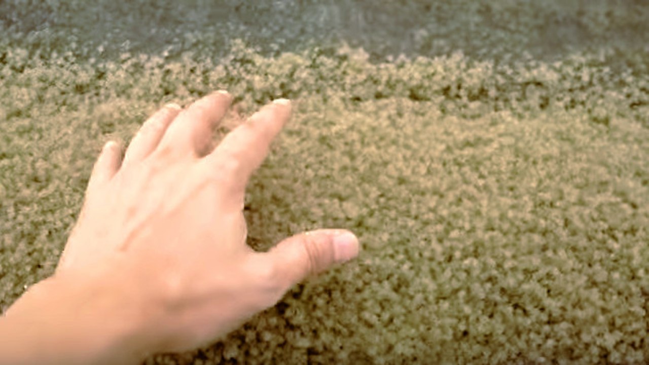 Il plonge sa main dans du sable et en ressort avec des milliers de petits crabes sur lui