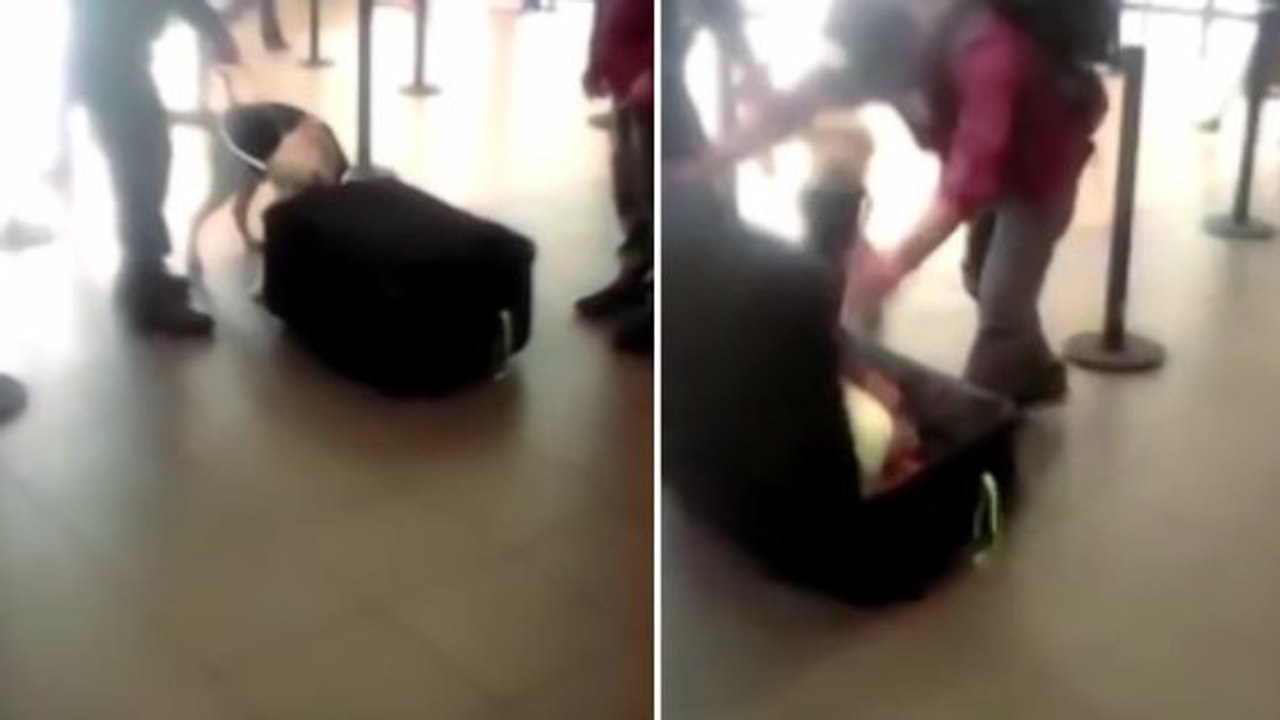 Les policiers l'obligent à ouvrir sa valise, et font une découverte vraiment inattendue