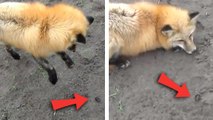 La réaction trop mignonne d'un renard qui rencontre un cafard pour la première fois.
