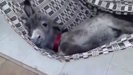 Ce petit ânon passe la meilleure sieste de sa vie