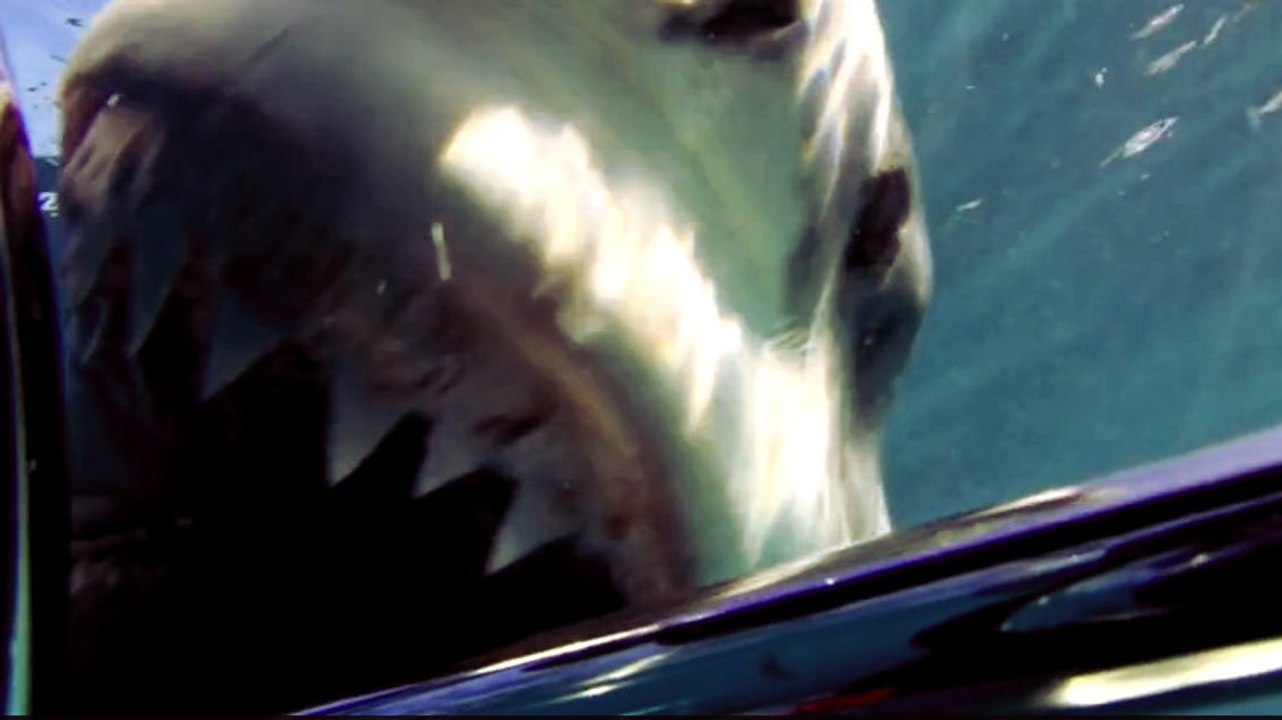 Le face-à-face effrayant de deux plongeurs avec un grand requin blanc