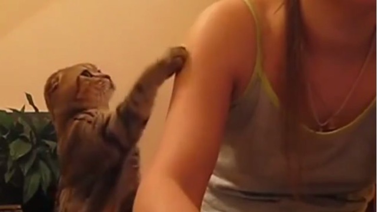 Ce chat est le plus poli du monde quand il réclame des caresses