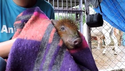 Tombé dans un puits, ce porcelet a évité de se noyer grâce à l'intervention de secouristes