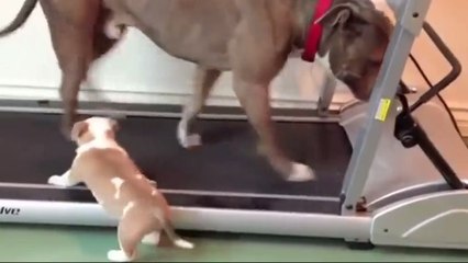 Ce chiot veut s'entrainer sur le tapis roulant comme les grands