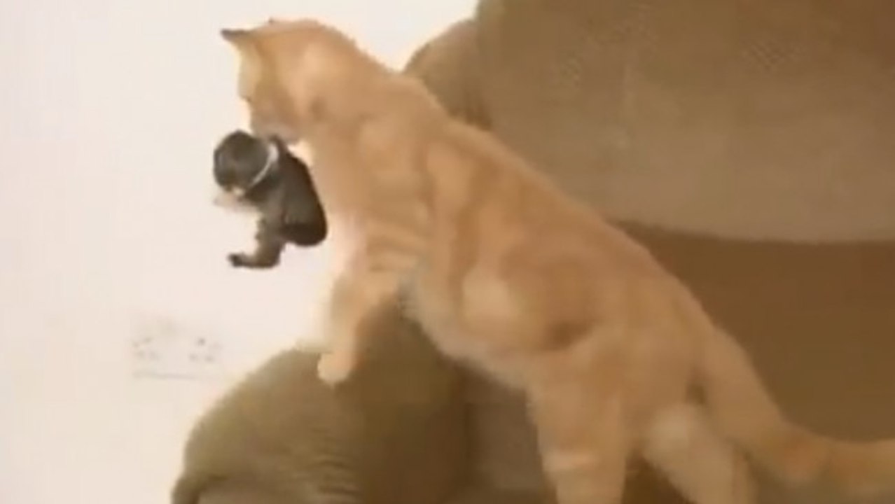 Un chat adopte un bébé lapin orphelin !