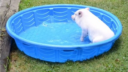 Ce cochon s'amuse comme un petit fou dans sa piscine !