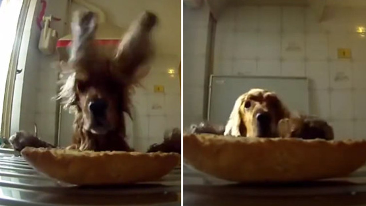 Un cocker fait tout pour attraper le gâteau laissé par son maître