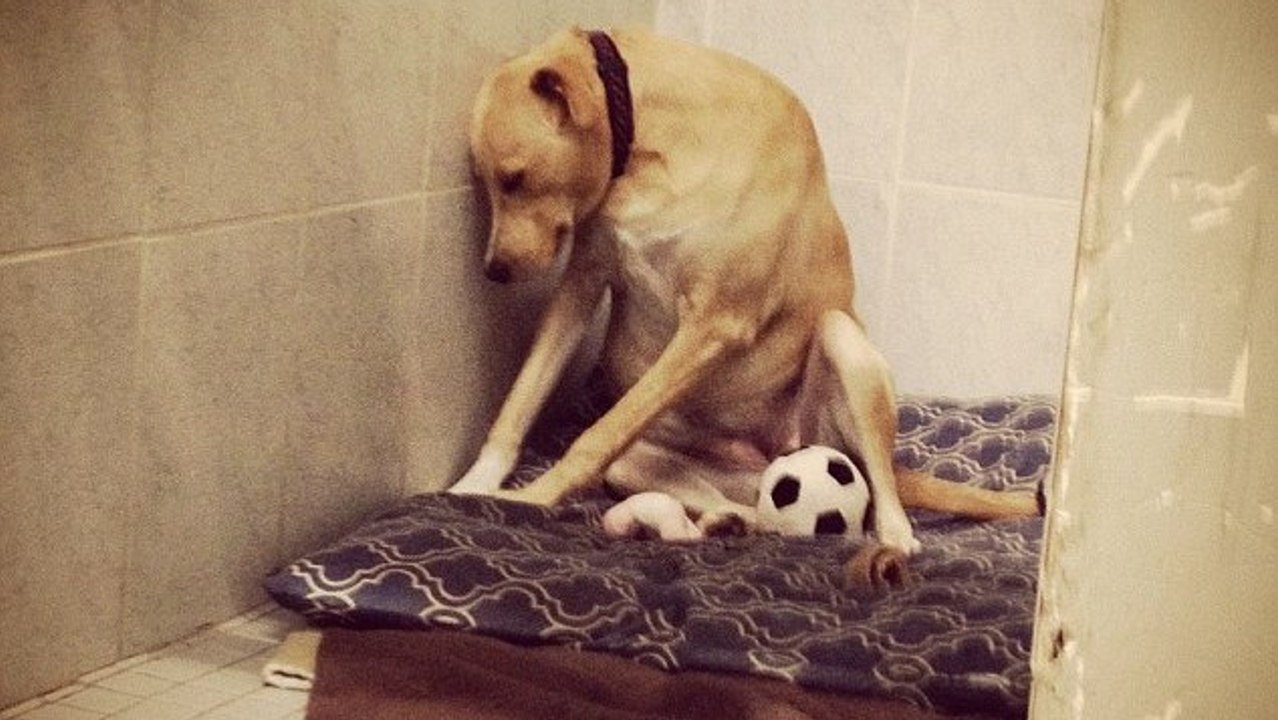 La photo de Lana, la chienne adoptée puis abandonnée, bouleverse tous les internautes