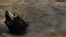 Antibes : les animaux de Marineland en danger après les inondations