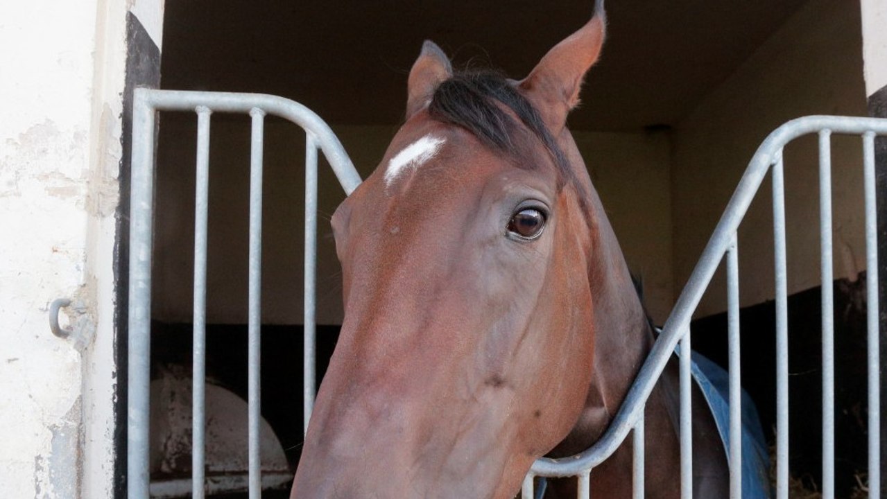 Floride : Phedras, le cheval de course abattu s...
