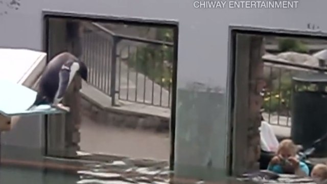 Ce pingouin avait peur de sauter du plongeoir mais le sort en a décidé autrement...