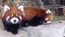 Ce panda roux a une adorable réaction quand il se rend compte qu'il est filmé !
