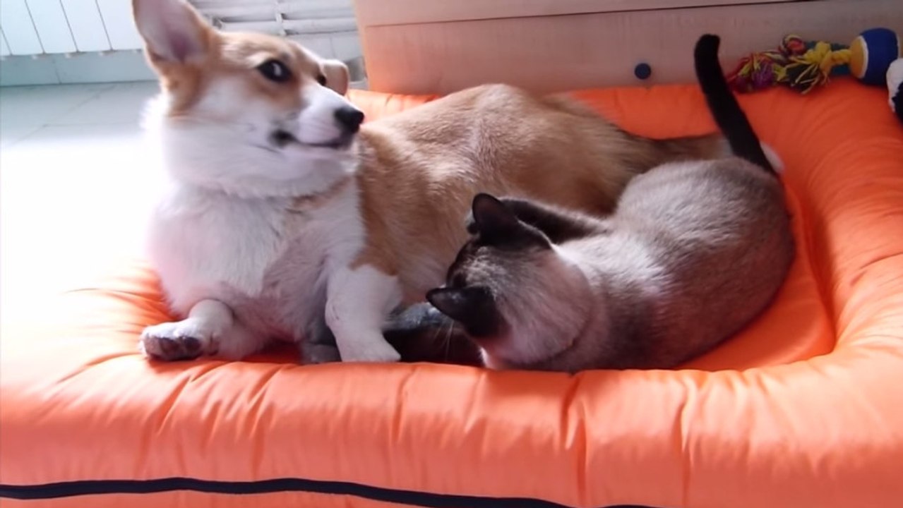 Ce chien est le plus patient du monde avec ce chat très... envahissant !