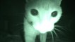 ''Purranormal Cativity'' : voici ce que font les chats dans la nuit