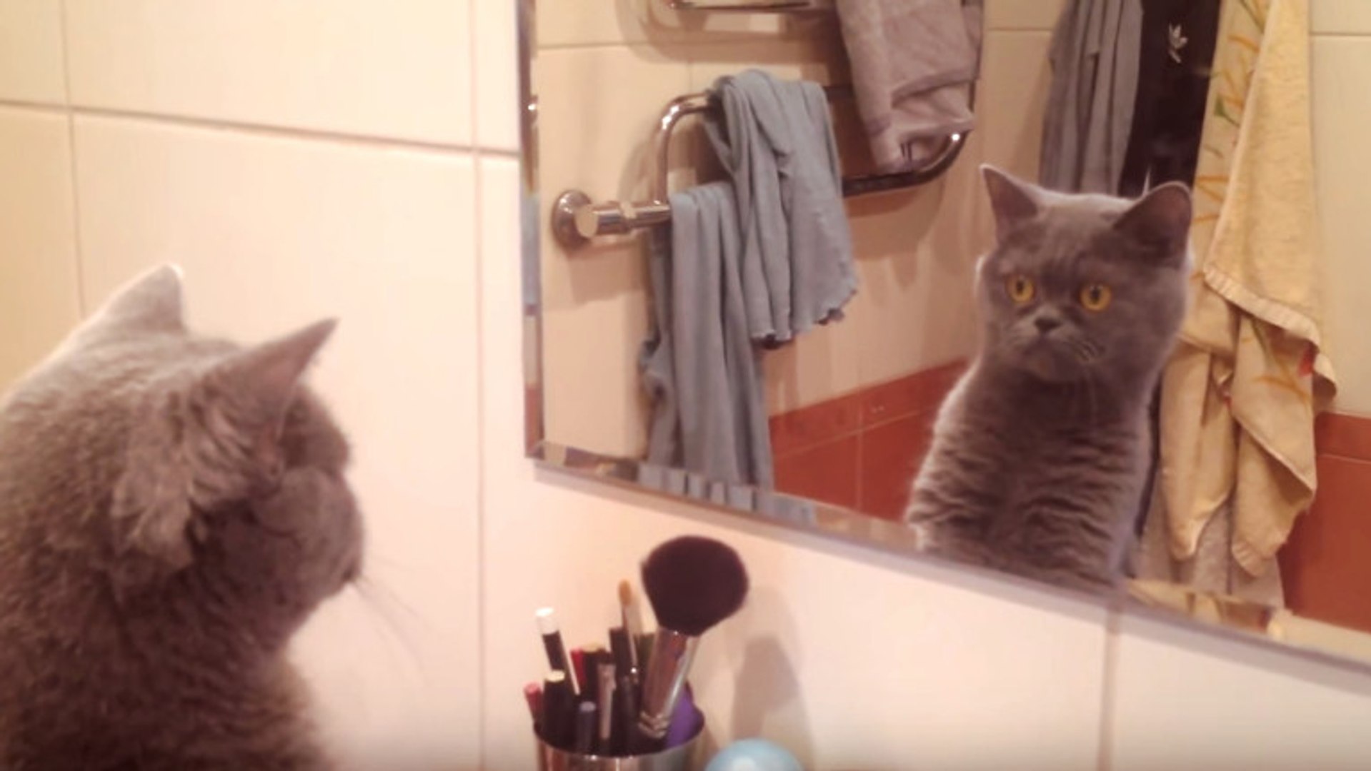 La Reaction De Ce Chat Qui Se Regarde Dans Le Miroir Est Hallucinante Video Dailymotion