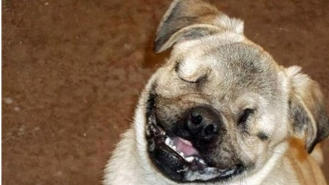 Xander, un chien de thérapie aveugle qui sauve la vie des gens après avoir été abandonné